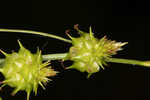 Sulphur sedge